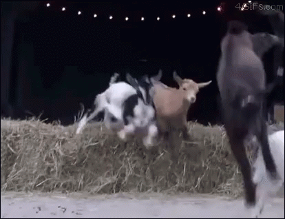 Figure from https://giphy.com/gifs/running-goats-radical-WwAIvO47NQ01O